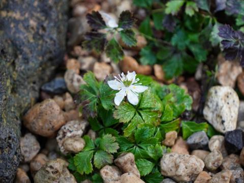 バイカオウレン