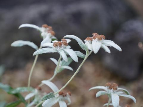 エーデルワイス