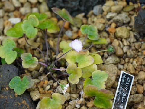 ミスミソウ あんみつ姫