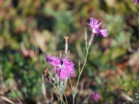 カワラナデシコ