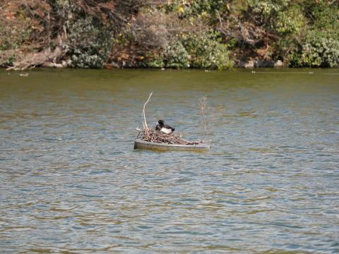 キンクロハジロ