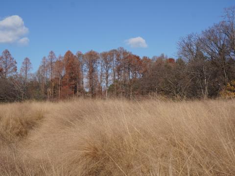 ミューレンベルギア・カピラリス
