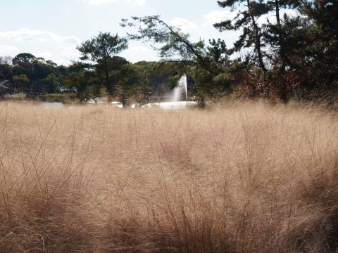 ミューレンベルギア・カピラリス