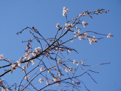 ジュウガツザクラ