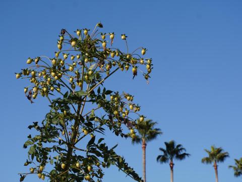 コウテイダリア