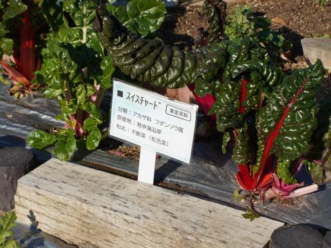 スイスチャード