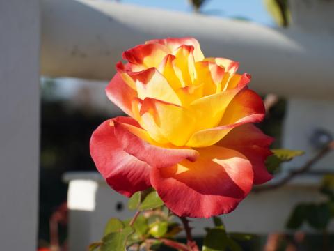 バラ つるチャールストン