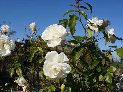 バラ アイスバーグ