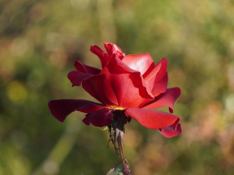 バラ ローズオオサカ