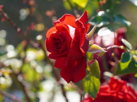 バラ イングリッド・バーグマン