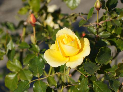 バラ ゴールドバニー