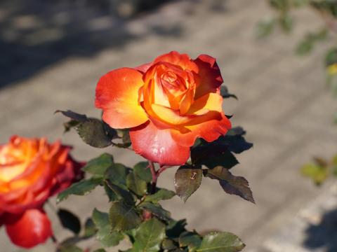 バラ フリュイテ