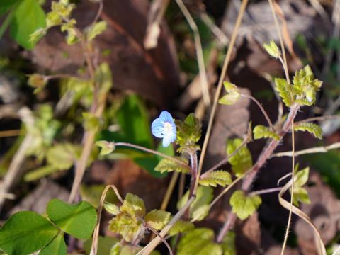 オオイヌノフグリ