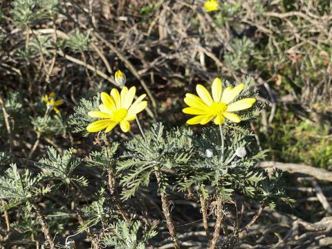 ユリオプスデージー