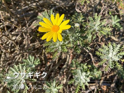 ユリオプスデージー