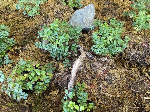 バイカオウレン