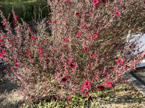 ギョリュウバイ