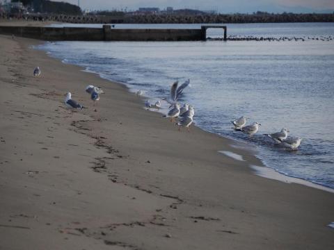 ウミネコとユリカモメ