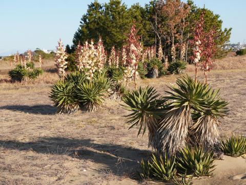 アツバキミガヨラン