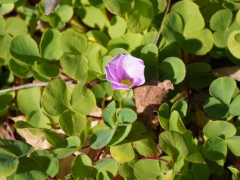 フヨウカタバミ