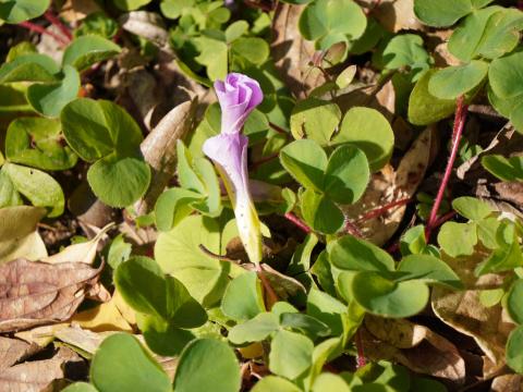 フヨウカタバミ