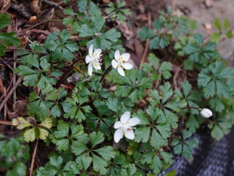 バイカオウレン