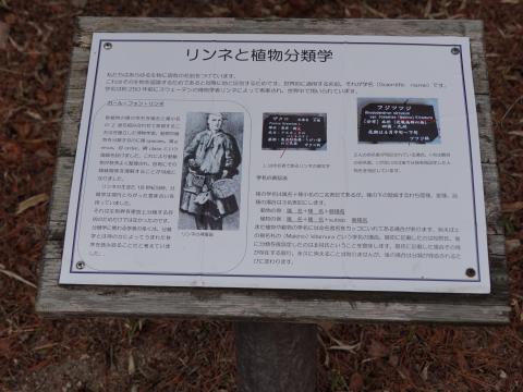 リンネと植物分類学