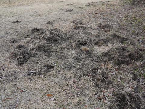 ブリスベーンの森