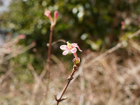 ウグイスカグラ