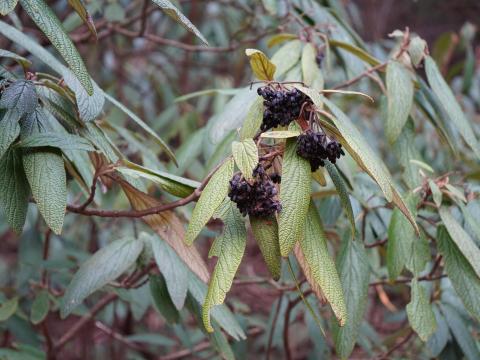 ヴィブルナム・リティドフィルム