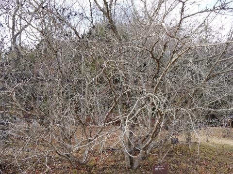 シーボルトノキ