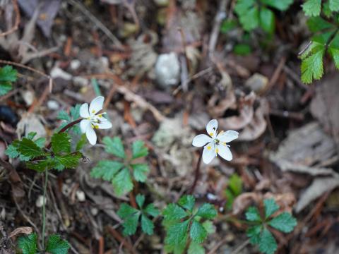 バイカオウレン