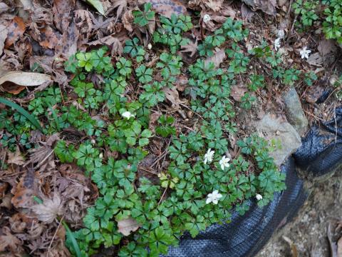 バイカオウレン