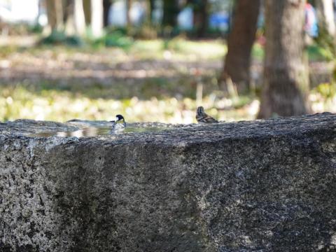 シジュウカラとアトリ