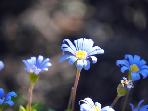 ブルーデージー