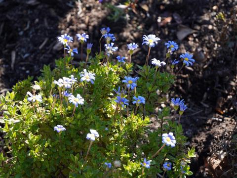 ブルーデージー