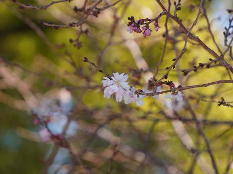 ジュウガツザクラ