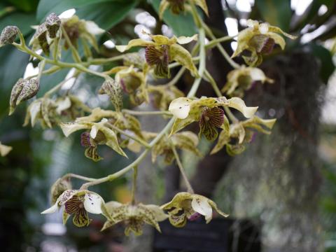 デンドロビウム・テトラゴヌム