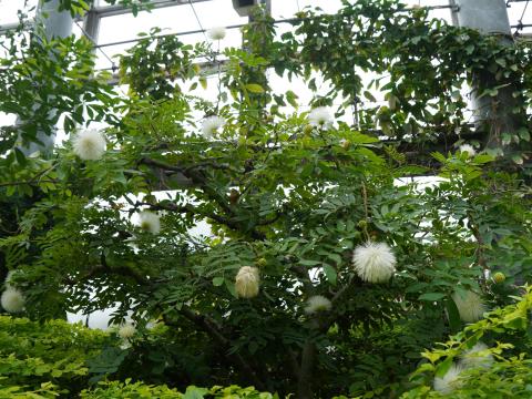 カリアンドラ・ハエマトケファラ