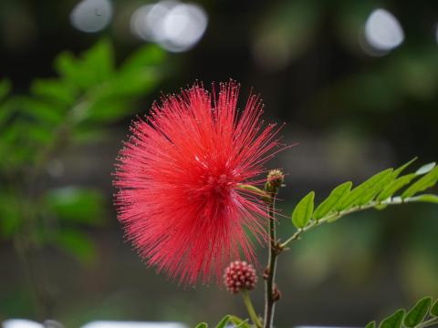 カリアンドラ・ハエマトケファラ