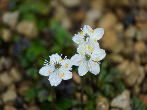 バイカオウレン