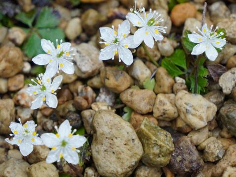 バイカオウレン