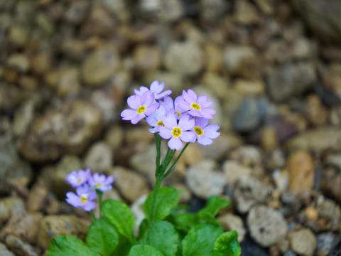 ユキワリコザクラ