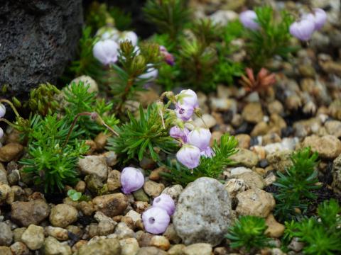 エゾノツガザクラ