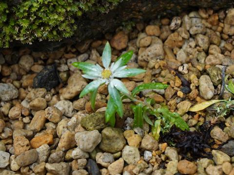 レブンウスユキソウ