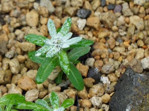 チシマウスユキソウ