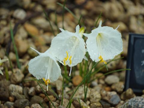 ナルキッスス「ナイロン」