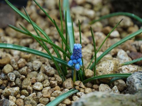 ムスカリ・ブルーゲイ