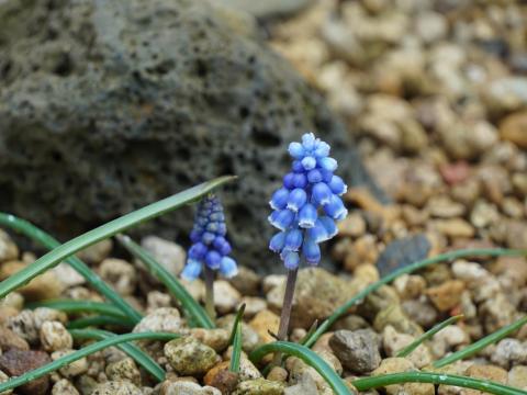 ムスカリ・ブルーゲイ