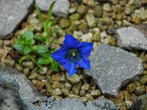 チャボリンドウ